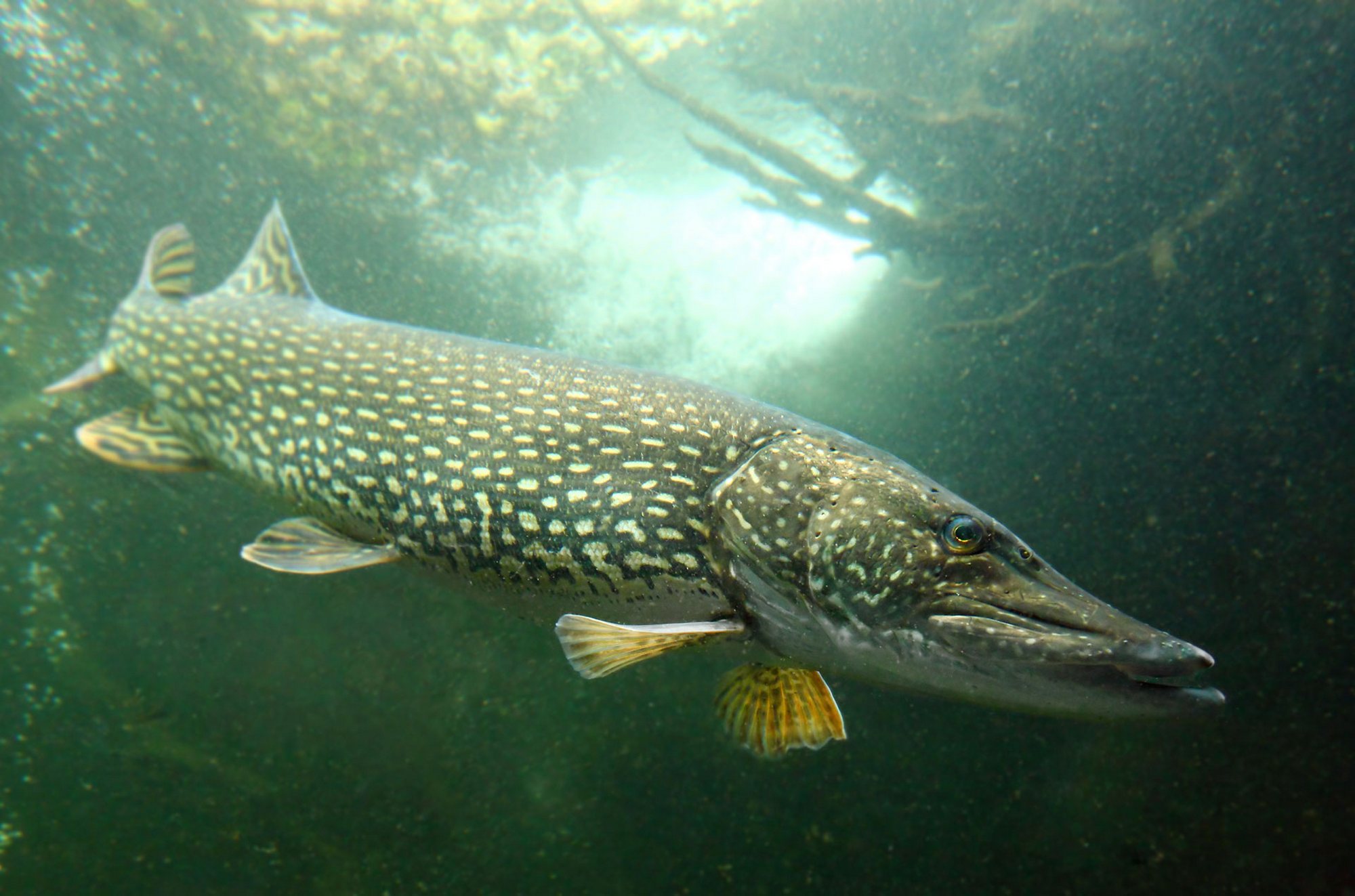 Esox lucius Linnaeus, 1758